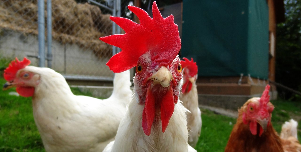 webagentur | ch - 4132 muttenz